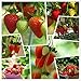 Photo Red Strawberry Climbing Strawberry Fruit Plant Seeds Home Garden New 300 pcs new bestseller 2024-2023