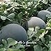 Foto 10pcs gigante Ronda Negro sandía Semillas de frutas de semilla de melón dulce Agua 25 libras jardín de DIY DIY Bonsai semillas de plantas nuevo éxito de ventas 2024-2023