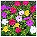 Photo 80 Mixed Four O'Clock Seeds - Tender Perennial That Reseeds Easily new bestseller 2024-2023