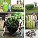 Foto 30 / bolsa de semillas de sandía gigante, verduras sabor dulce y semillas de frutas gigantes muy delicioso nuevo éxito de ventas 2025-2024