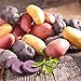 Photo Organic US Grown Potato Medley Mix - 10 Seed Potatoes Mixed Colors Red, Purple and Yellow from Easy to Grow Bulbs TM new bestseller 2024-2023