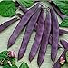 Photo David's Garden Seeds Bean Pole Dow Purple Podded 9975 (Purple) 50 Non-GMO, Open Pollinated Seeds new bestseller 2024-2023