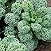 Foto 100 unids Curly Kale Semillas, Home Garden Backyard Farm Nutrited Vegetable Plant For Planting Garden Yard al Aire Libre 1 Semillas de Col rizada nuevo éxito de ventas 2024-2023