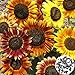 Foto Benoon Semillas De Girasol, 1 Bolsa Semillas De Girasol Hermosas Semillas De Girasol Fragantes De Color Mixto Rústico Para Jardín Semillas de girasol nuevo éxito de ventas 2024-2023