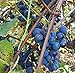 Photo Concord Grape Seeds (Vitis labrusca 'Concord') 10+ Organic Michigan Concord Grape Vine Seeds in FROZEN SEED CAPSULES for The Gardener & Rare Seeds Collector - Plant Seeds Now or Save Seeds for Years new bestseller 2024-2023