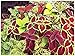 Photo Lot de 100 graines Coleus Hybrides Rainbow Mix - annuelle nouveau best-seller 2024-2023