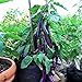 Photo Eggplant , Long Purple Eggplant Seeds, Heirloom, Non GMO, 50 Seeds, Garden Seed, Long Purple, Heirloom, Non GMO, 25+Seeds, Garden Seed new bestseller 2024-2023