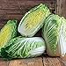 Photo 50+ Count Napa Michihili Heading Cabbage Seed, Heirloom, Non GMO Seed Tasty Healthy Veggie new bestseller 2024-2023