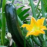 Zucchini Nero Di Milano - Kürbis - 20 Samen Foto, Bestseller 2024-2023 neu, bester Preis 1,60 € Rezension