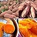 Photo Sweet Potato Seeds, 50Pcs Purple Sweet Potato Seeds Nutrition Delicious Vegetable Bonsai Plants, Flower Seeds Plant Seeds Sweet Potato 50pcs new bestseller 2024-2023