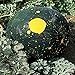 Photo Burpee Moon & Stars Heirloom Watermelon Seeds 30 seeds new bestseller 2024-2023