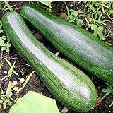 Zucchini - Zuboda - 10 Samen Foto, Bestseller 2024-2023 neu, bester Preis 2,59 € Rezension