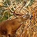 Photo Dinner Getter Deer Food Plot Corn Seeds - 100 Seeds to Grow Deer Food - High Yielding Hybrid Corn for Big Whitetail Bucks new bestseller 2024-2023