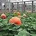 Foto 20pcs / bolsa de la calabaza gigante de semillas Semillas de Super Calabazas Orna-Mental Calabaza vegetal Bonsai en maceta Planta para la decoración del jardín nuevo éxito de ventas 2024-2023