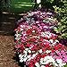 Photo Impatiens Flower Garden Seeds - F1 Dazzler Series - Merlot Mix - 500 Seeds - Annual Flower Gardening Seeds - Impatiens wallerana new bestseller 2024-2023