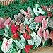 Photo Caladium, Bulb, Fancy Mix, Pack of 10 (Ten), Easy to Grow, Colorful Mix, HOSTA new bestseller 2024-2023