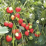 100 Semillas de Fresa (Climbing Strawberry) Foto, éxito de ventas 2025-2024 nuevo, mejor precio 3,89 € revisión