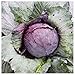 Photo Everwilde Farms - 1 Lb Red Acre Cabbage Seeds - Gold Vault new bestseller 2024-2023