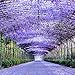 Foto TOYHEART 50 Unids De Flores Premium Semillas De Glicinia Semillas Perennes Pozos Florecientes Plantas De Escalada Púrpura Wisteria Flores Semillas Para Parque Semillas de Wisteria Sinensis nuevo éxito de ventas 2024-2023