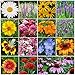 Photo All Perennial Wildflower Seed Mix - 1/4 Pound, Mixed, Attracts Pollinators, Attracts Hummingbirds, Easy to Grow & Maintain new bestseller 2024-2023