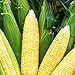 Photo Bodacious RM Sweet Yellow Corn, 75 Seeds Per Packet, (Isla's Garden Seeds), Non GMO Seeds, 90% Germination Rates, Scientific Name: Zea Mays new bestseller 2024-2023