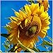 Photo Seed Needs, 300 Large Mammoth Grey Stripe Sunflower Seeds For Planting (Helianthus annuus) These Sun Flowers are Perfect for the Garden, Attracts Birds, Bees and Butterflies! BULK new bestseller 2024-2023