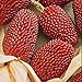 Photo NIKA SEEDS - Vegetable Ornamental Corn Red - 10 Seeds new bestseller 2024-2023