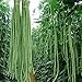 Photo 100 Pcs Snake/Yard-Long Asparagus Pole Bean Seeds Heirloom Non-GMO Seeds,for Growing Seeds in The Garden or Home Vegetable Garden new bestseller 2024-2023