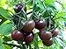 Photo 30+ Black Cherry Tomato Seeds, Heirloom Non-GMO, Low Acid, Indeterminate, Open-Pollinated, Sweet, Productive, from USA new bestseller 2024-2023