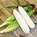 Photo CEMEHA SEEDS - White Corn Sweet Non GMO Vegetable for Planting new bestseller 2024-2023