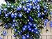 Photo Blue Morning Glory Climbing Vine | 100 Seeds to Plant | Beautiful Flowering Vine new bestseller 2024-2023