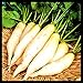 Photo Radish Seeds for Planting | Non-GMO White Icicle Radish Seeds | Planting Packets Include Planting Instructions new bestseller 2024-2023