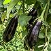 Foto Black Beauty Aubergine Samen für ca. 20 Pflanzen - ertragreiche Sorte mit dunkelvioletten Früchten neu Bestseller 2024-2023