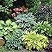 Photo Mixed Hosta Perennials (6 Pack of Bare Roots) - Great Hardy Shade Plants new bestseller 2024-2023