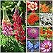 Photo Seed Needs, Bird and Butterfly Wildflower Mixture (99% Pure Live Seed) Bulk Package of 30,000 Seeds new bestseller 2024-2023