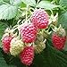 Photo 2 Joan J Raspberry Plants-Everbearing, Thornless (2 Lrg 2 Yrs Bare root Canes) new bestseller 2024-2023