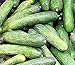 Photo 50 Rhinish Pickle Cucumber Seeds | Non-GMO | Heirloom | Fresh Garden Seeds new bestseller 2024-2023