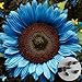 Foto Voldrew Semillas de Flores, 50 unids/Bolsa Semillas de Planta no GMO Alta germinación productiva Brillante Azul Girasol Girasol Semillas para la siembra Girasol nuevo éxito de ventas 2024-2023