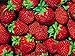 Photo Fort Laramie Everbearing Strawberry 25 Bare Root Plants - Hardiest Everbearer new bestseller 2024-2023