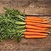 Photo David's Garden Seeds Carrot Scarlet Nantes 1992 (Orange) 200 Non-GMO, Heirloom Seeds new bestseller 2025-2024