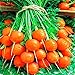 Photo Seeds4planting - Seeds Sweet Carrot Paris Market Round Red Heirloom Vegetable Non GMO new bestseller 2024-2023