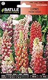 Lupinus perenne variado Foto, éxito de ventas 2025-2024 nuevo, mejor precio 1,88 € revisión