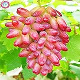 50pcs/bag Seltene Finger Traubenkernen, erweiterte Fruchtsamen, 4 Natürliches Wachstum Trauben Köstliche Bonsai Topfpflanzen für Hausgarten Foto, Bestseller 2024-2023 neu, bester Preis 14,99 € Rezension