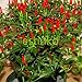 Foto 50pcs / lot de la herencia Semillas Thai Sun del pimiento picante de chile Capsicum annuum ornamental Bonsai Plant Mini Hot Pepper Seeds nuevo éxito de ventas 2024-2023