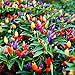 Photo 5 Color Pepper Plant Seeds for Planting | 25+ Seeds | Exotic Garden Seeds to Grow Multicolored Peppers | Amazing new bestseller 2024-2023