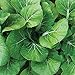 Photo Burpee White Choi Pak Choi Cabbage Seeds 200 seeds new bestseller 2024-2023