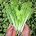 Photo MOCCUROD 200+Pak Choi Seeds Green Stem Cabbage Bok Choy Four Season Vegetable new bestseller 2024-2023