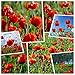 Photo Graines de fleurs de pavot de maïs rouge (10g = 80000+) Graines de fleurs d'extérieur faciles à vivre Printemps et automne Jardin rustique pour jardin Balcon Plantes en potour (10g) nouveau best-seller 2024-2023