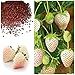 Photo MOCCUROD 300pcs White Alpine Strawberry Fragaria Vesca Pineberry Sweet Pineapple Flavour Seeds new bestseller 2024-2023