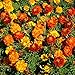 Photo Outsidepride Marigold Flower Seed Mix - 1000 Seeds new bestseller 2024-2023